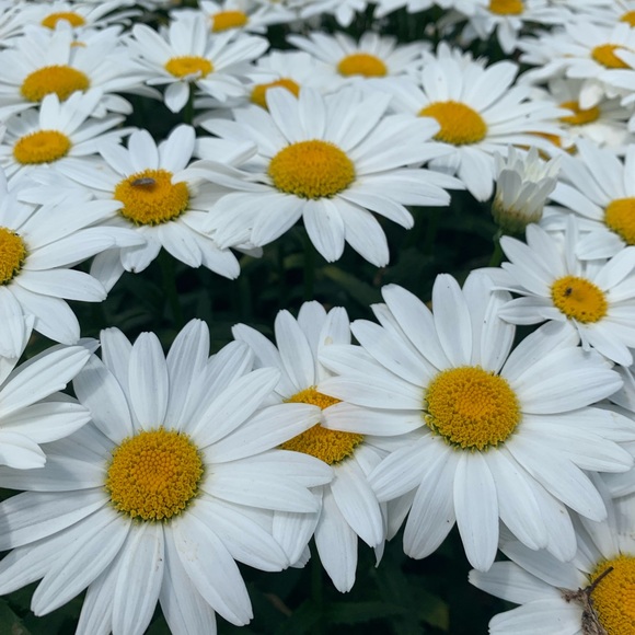 Meet your Posher, Drue - Picture 1 of 1